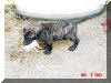 Great Dane Puppies , Great Danes for Sale , Great Dane Breeders